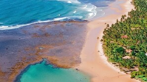 Vista aérea de una playa con aguas turquesas cristalinas, una orilla arenosa y un denso grupo de palmeras.