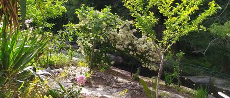 A garden with a variety of plants and a stone pathway.