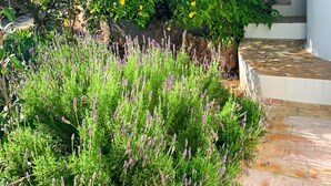 A garden with lavender plants and a stone pathway. - Casa Josephine by Portucasa (Olhao)