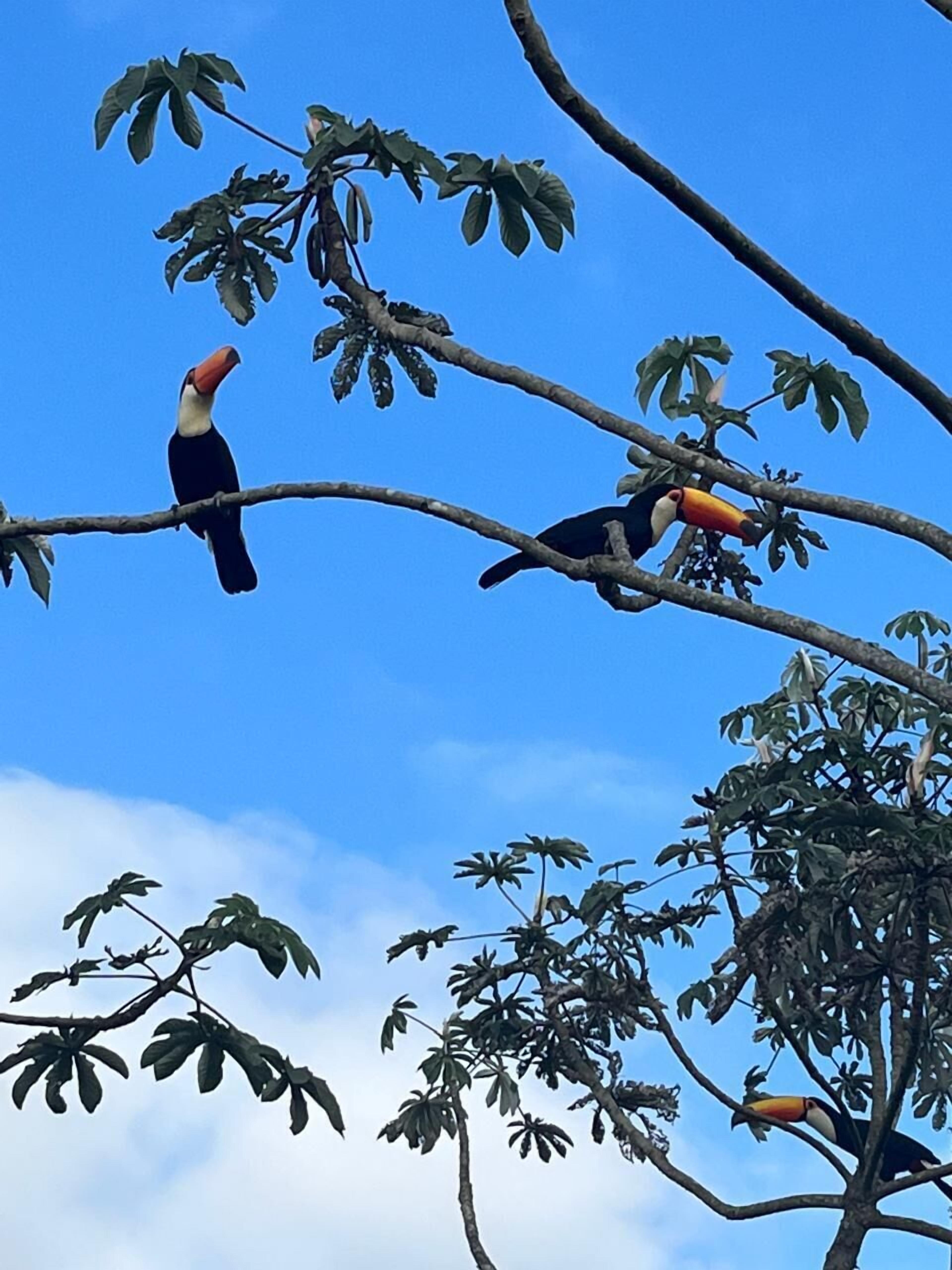 A toucan perched on a tree branch with a clear blue sky in the background.