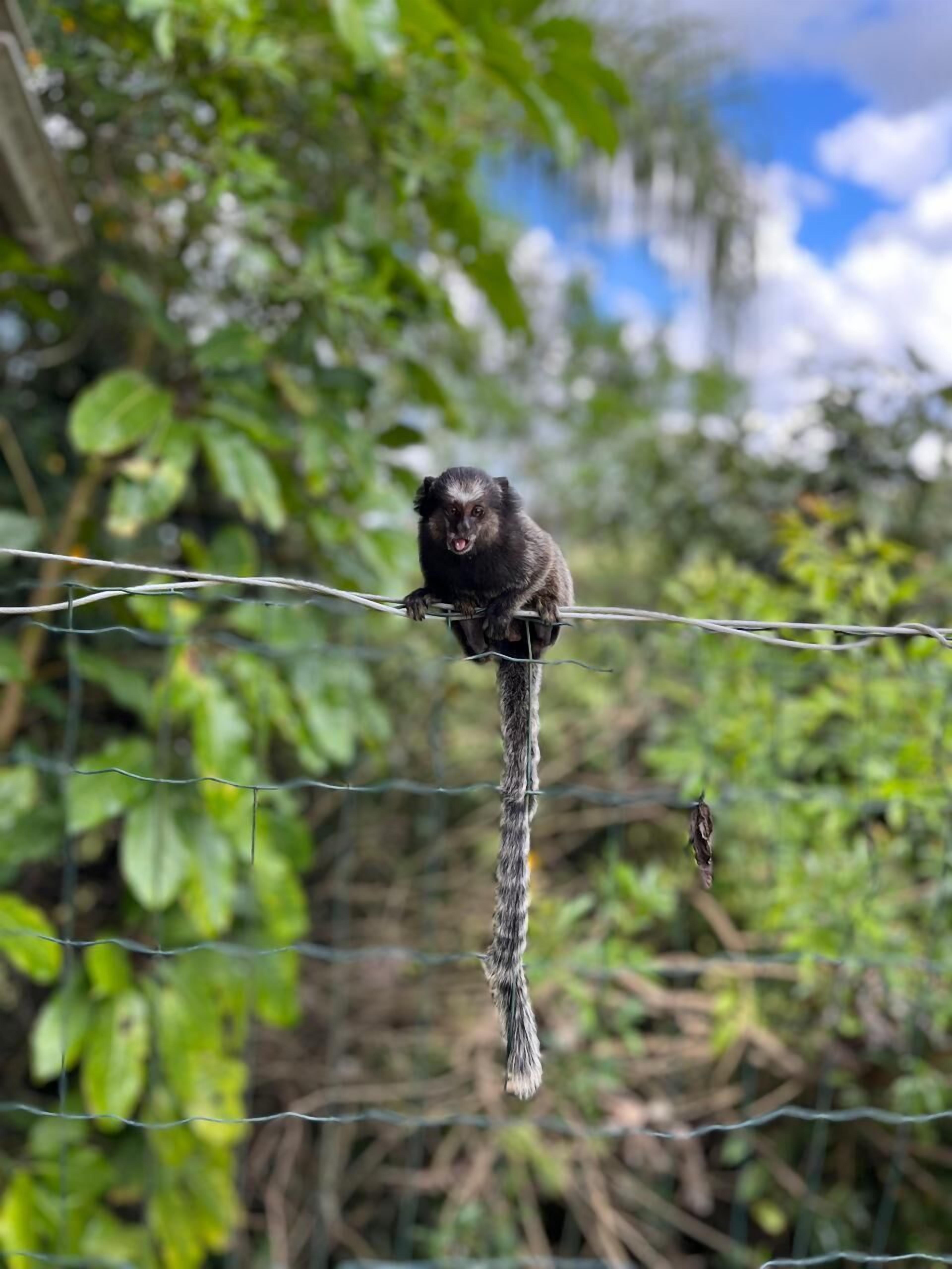 A monkey sitting on a wire fence with a blurred natural background.