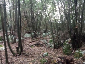 A dense forest with a rocky terrain and fallen trees.