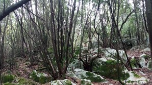 Un bosque denso con diversos árboles, rocas cubiertas de musgo y un tronco de árbol caído.