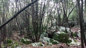 Zona boscosa con árboles densos, un afloramiento rocoso y un tronco caído.