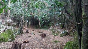 Un área boscosa con un sendero de tierra, rodeada de árboles y hojas caídas.