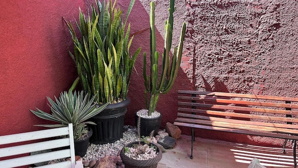 A bench, potted plants, and a textured wall.