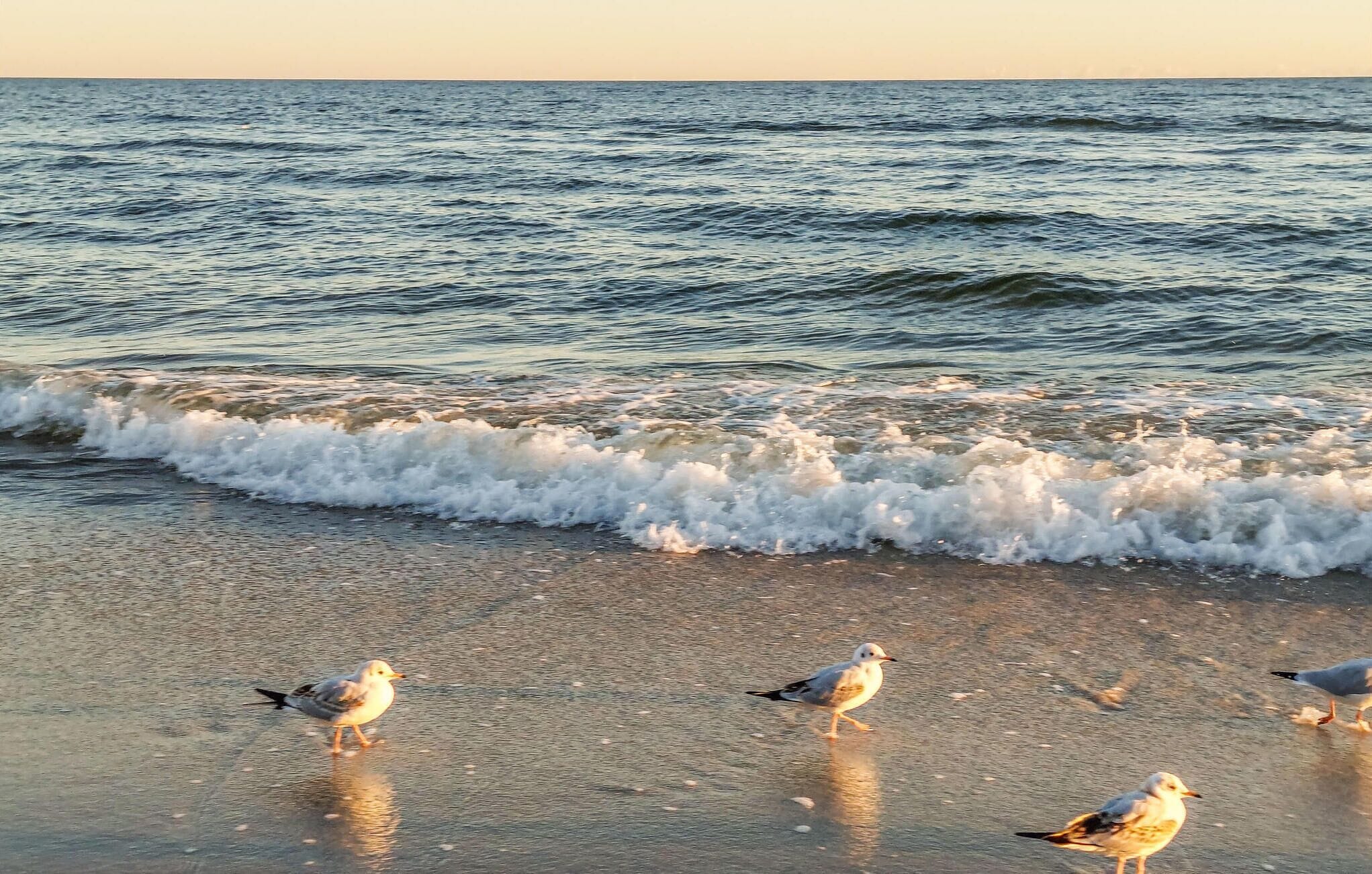 A beach with waves and seagulls.