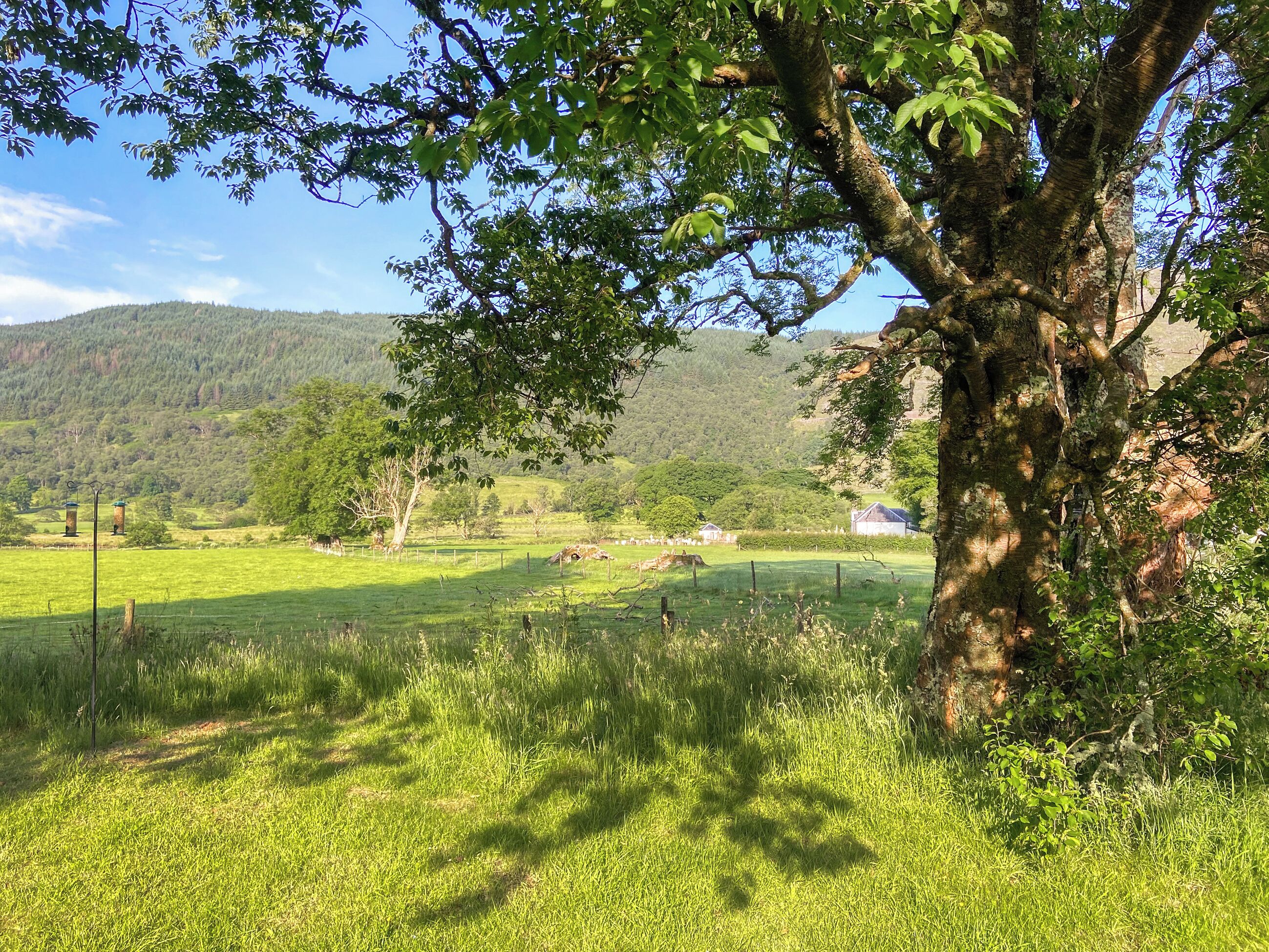 A tree-lined field with a clear sky and distant hills.
