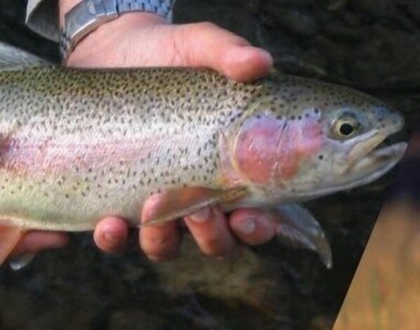 A person holding a fish with pink flesh near its gills.