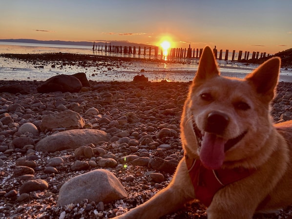 A dog on a pebbly beach with a sunset in the background.