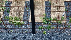 A garden bed with various plants, a watering can, and a stone border.