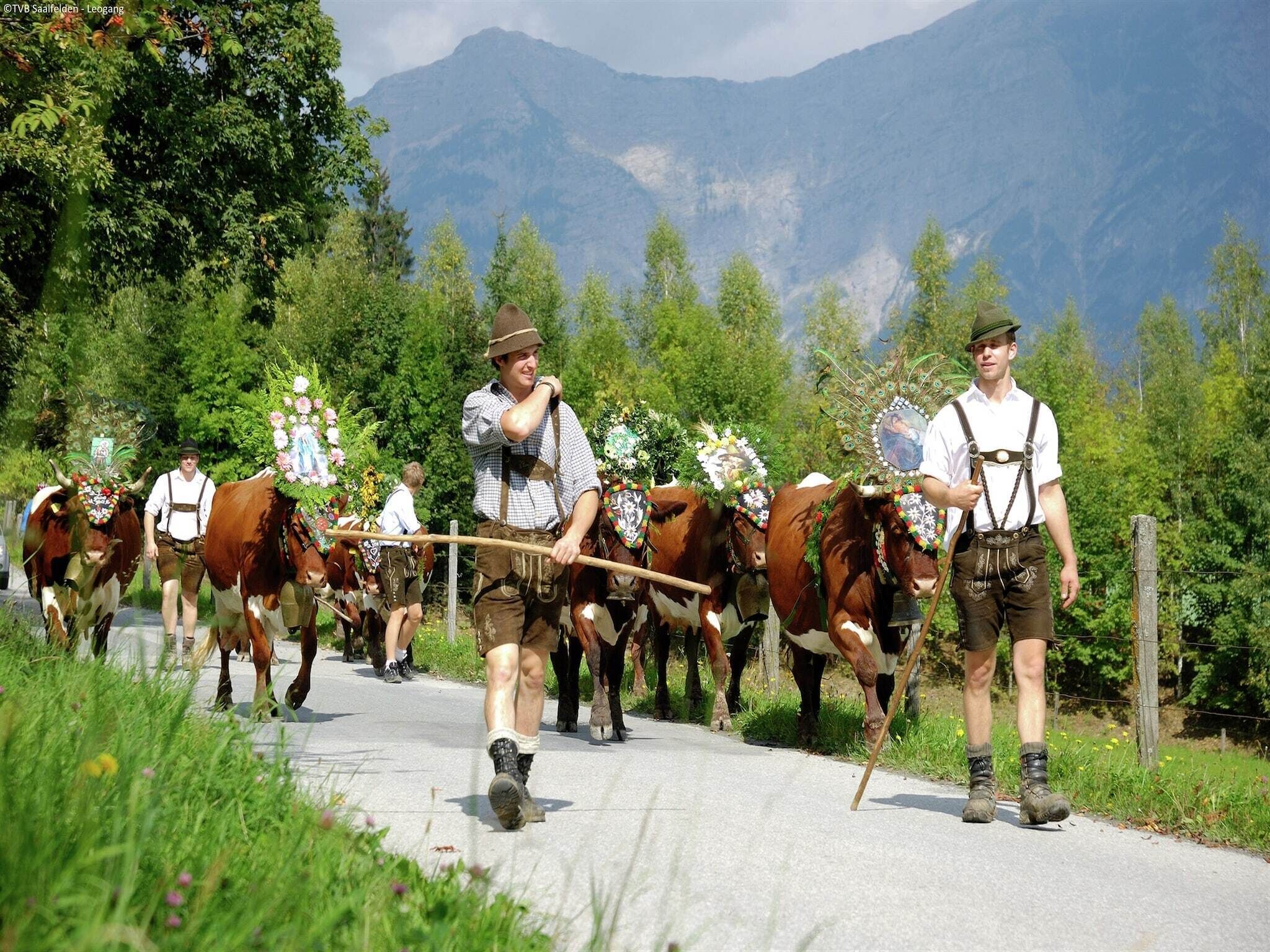 Une route de campagne où l’on peut voir un cortège de personnes et des vaches décorées.