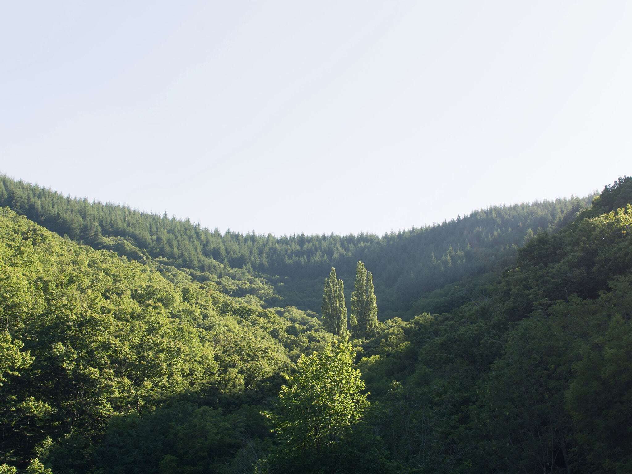 A forested valley with a prominent tree in the foreground.