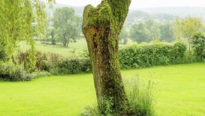 Un árbol con un comedero para pájaros, rodeado de abundante vegetación y un campo cubierto de hierba.