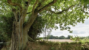 Un grand arbre avec une balançoire suspendue à ses branches, entouré d’herbe et d’autres plantes.