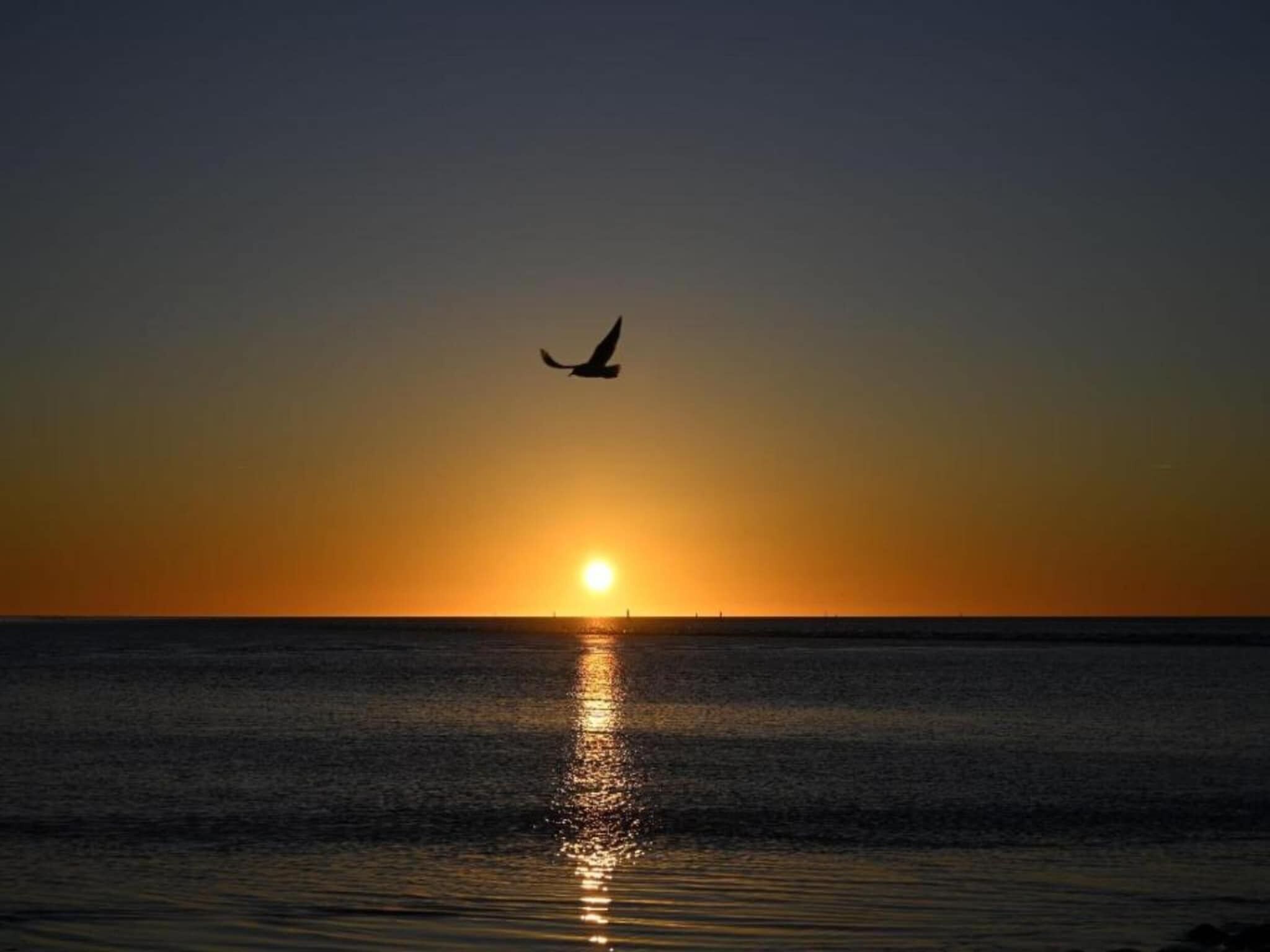 Tramonto sul mare calmo, con la sagoma di un uccello in volo.