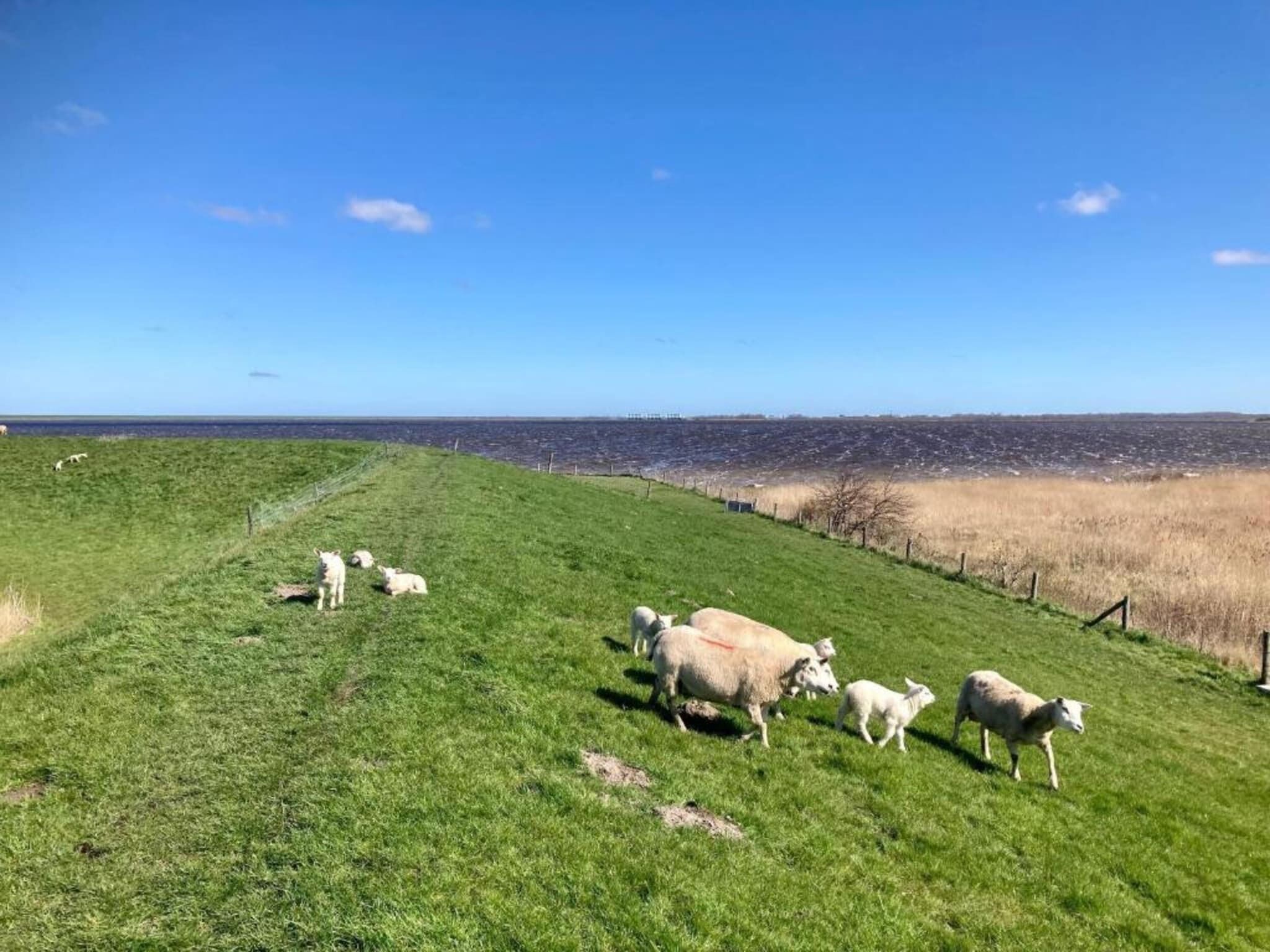 Een begroeiend veld met een hek, een waterpartij op de achtergrond en een heldere lucht.