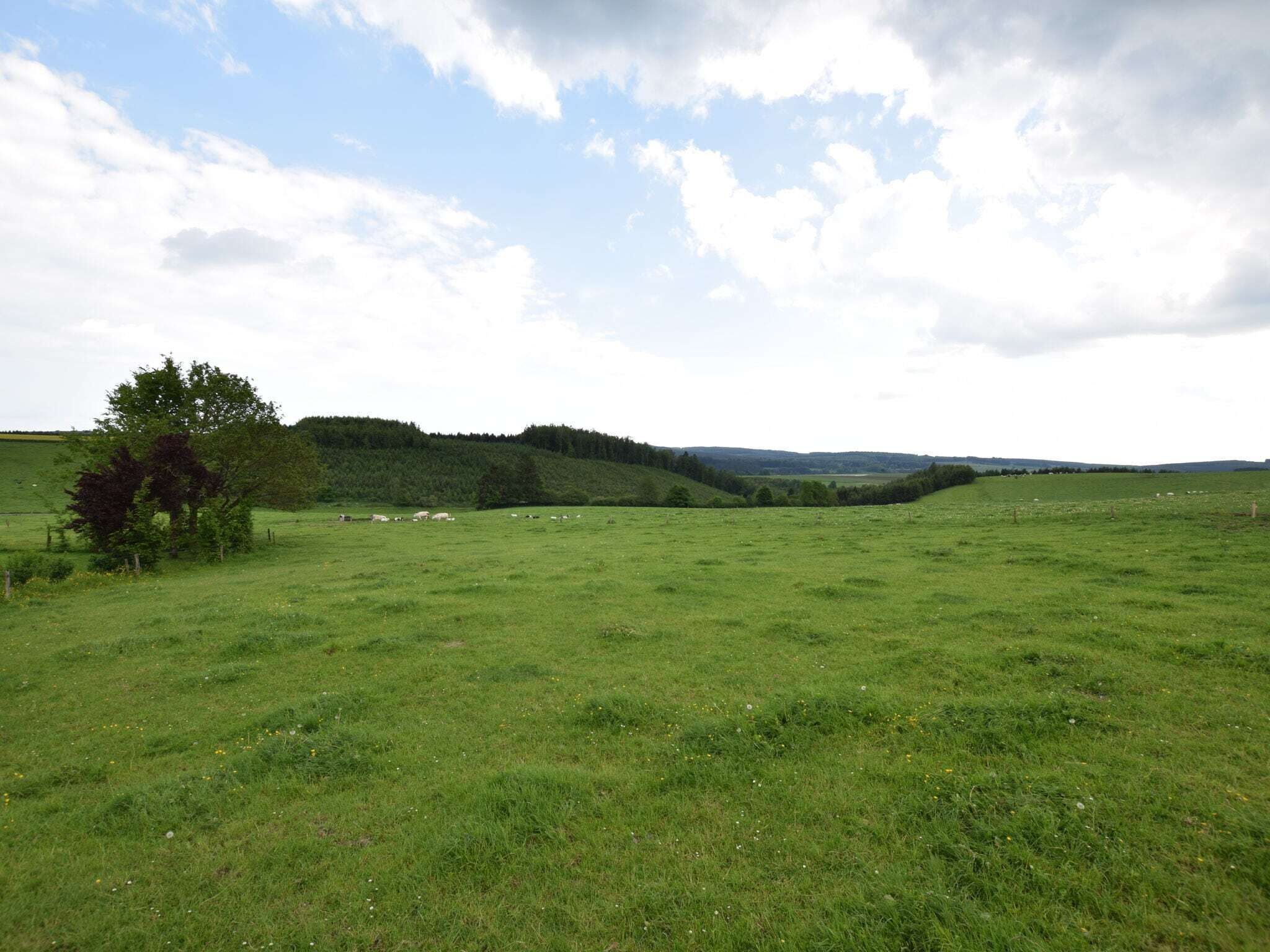 A wide-open grassy field with a small tree and a distant hill.