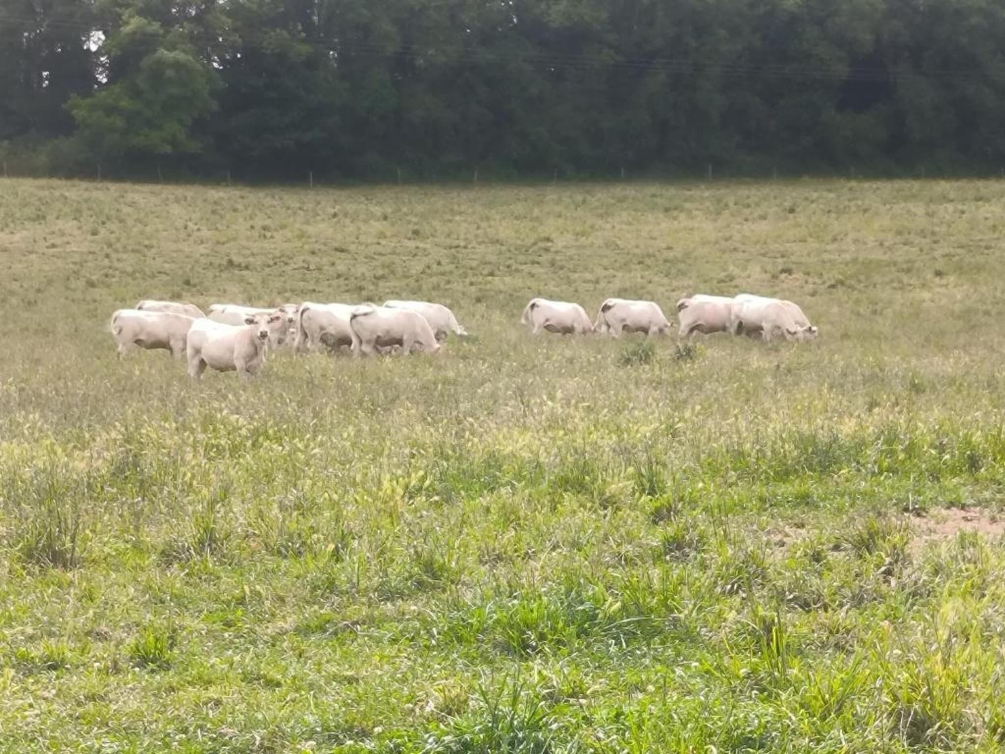 A herd of sheep grazing in a grassy field.