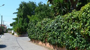Una calle tranquila bordeada de abundante follaje verde y un cielo despejado.