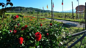 A vineyard with rows of grapevines and a sign indicating 'Country Estate'.