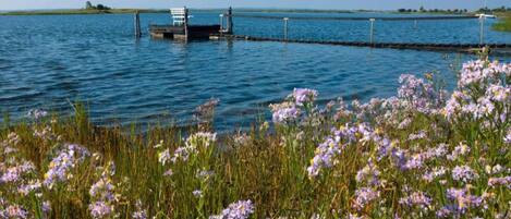 Um lago tranquilo com um cais que se estende na água, rodeado por um campo de flores roxas.