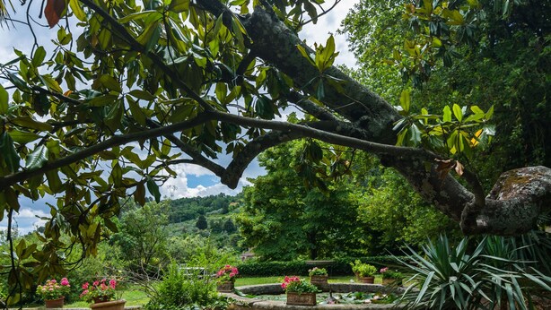 Un jardín con un sendero de grava, plantas en macetas y un árbol grande.