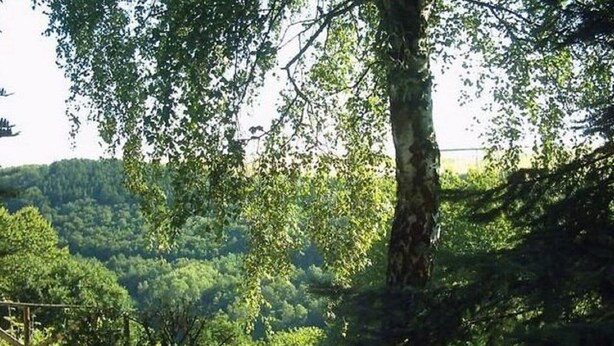 A rural landscape with a tree, a fence, and a hay bale.