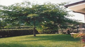 A well-maintained garden with a large tree, neatly trimmed hedges, and a clear sky. - Villa in Northern Italy near Borgo di Toppo (Travesio)