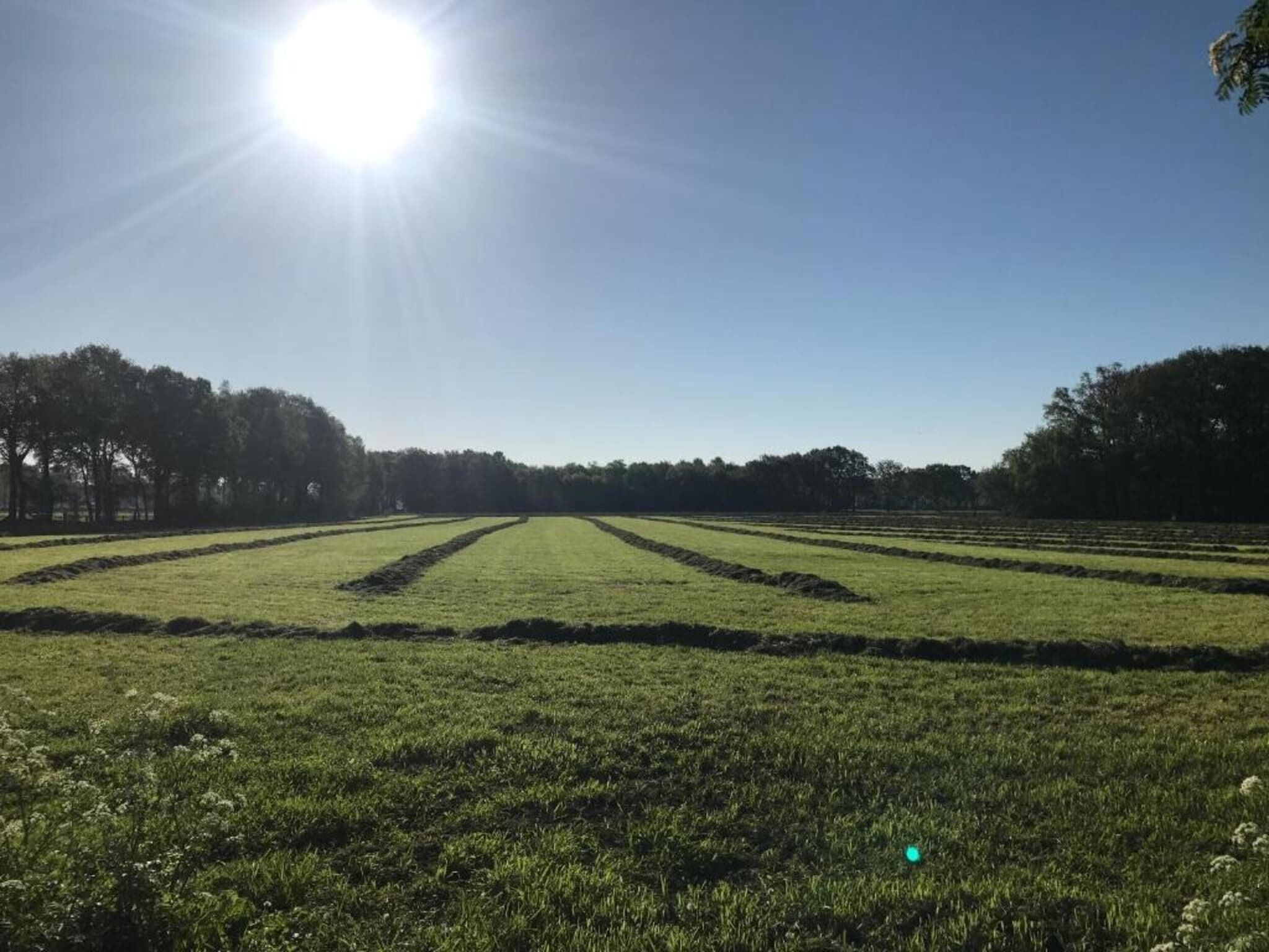A field with rows of crops under a clear sky.