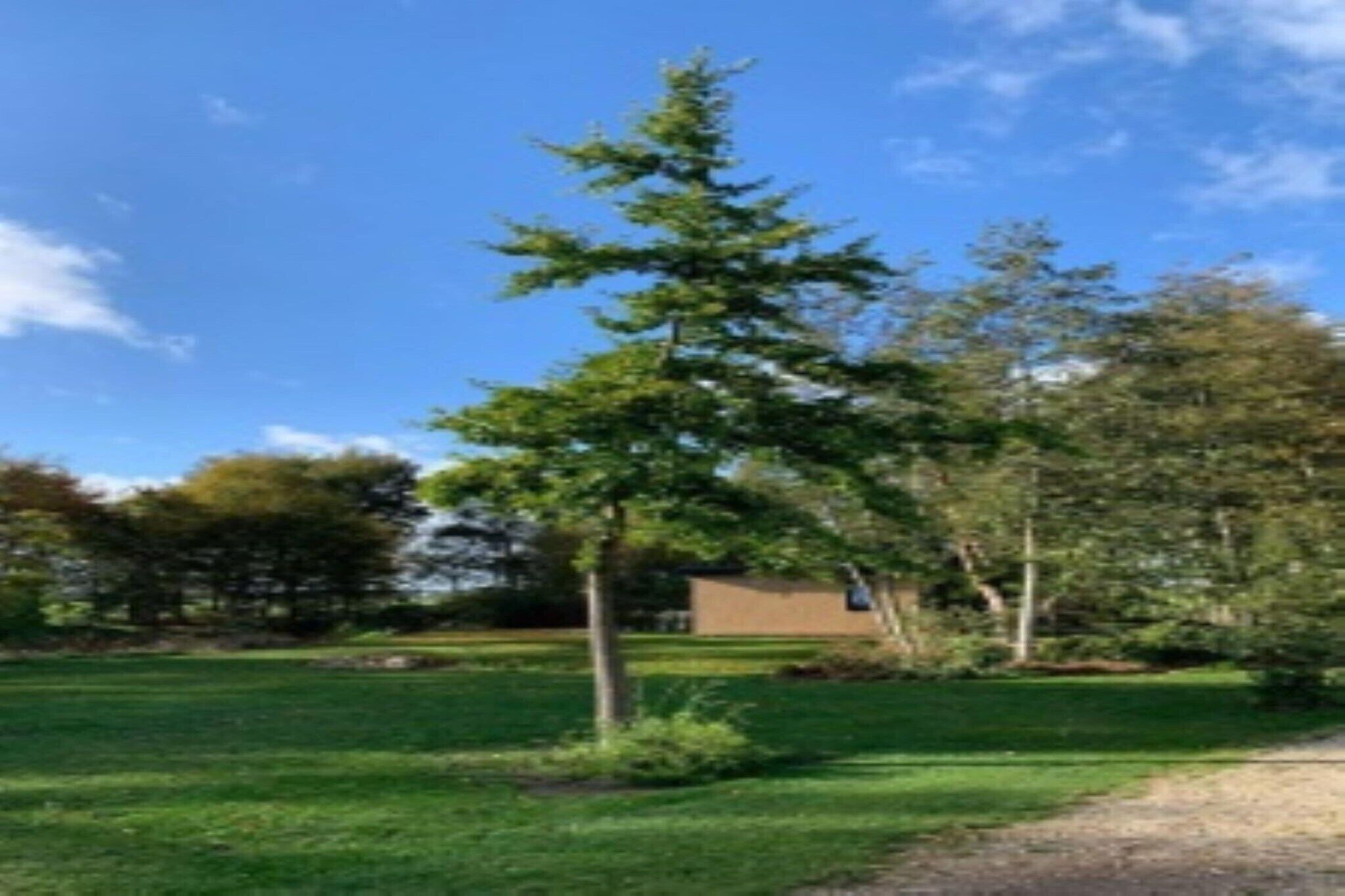 Een grasveld met een enkele boom en een gebouw op de achtergrond.