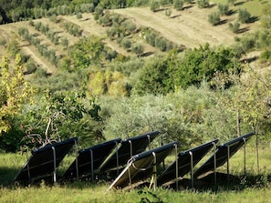 Property grounds - Holiday Home in Chianti with Pool & Sauna (Pelago)