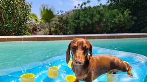 Un perro sobre un flotador de piscina con vasos amarillos.