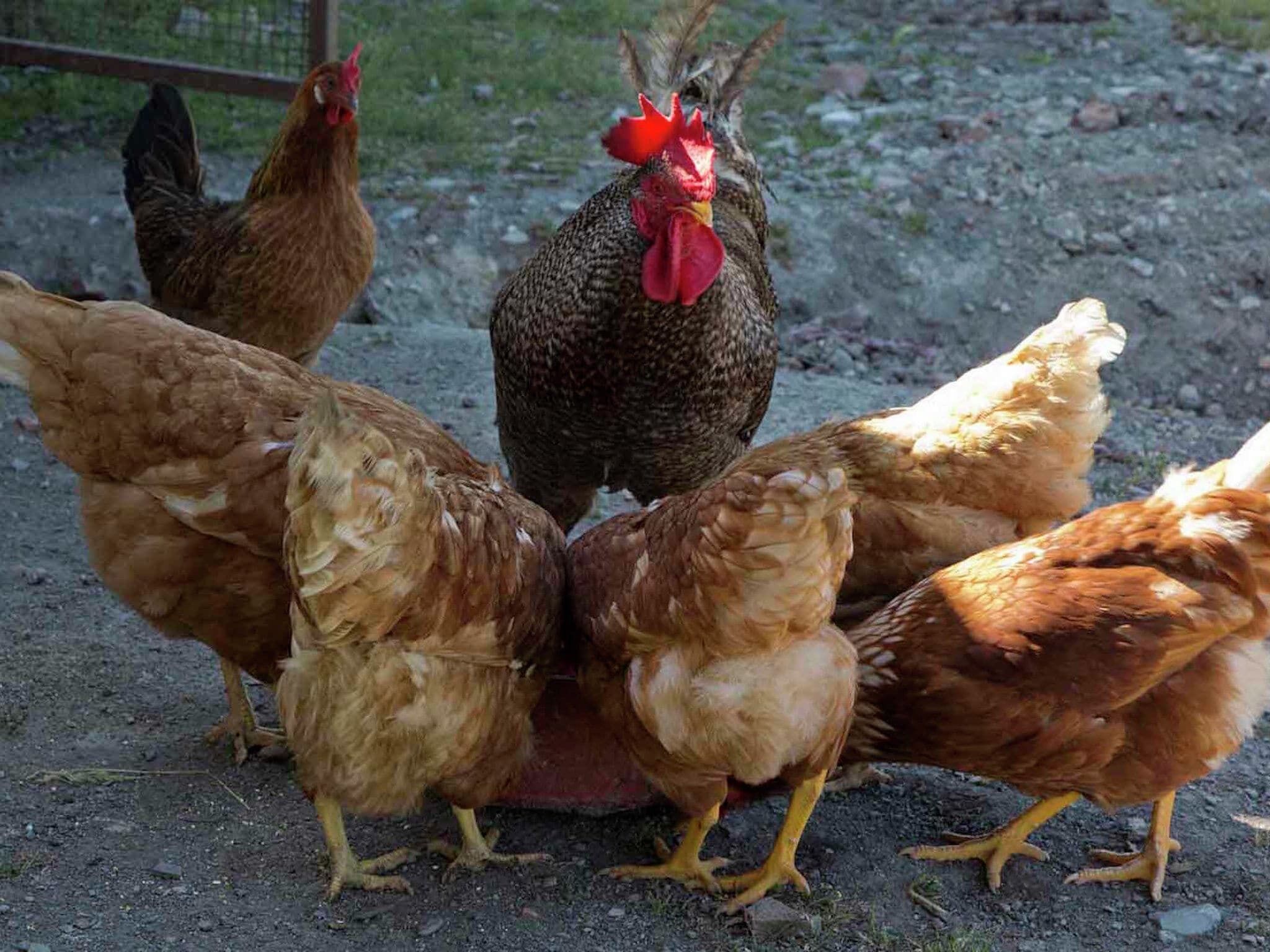A group of chickens on a gravel surface.