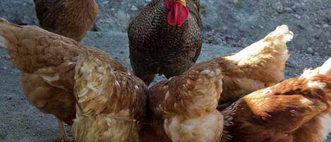 A group of chickens on a gravel surface.