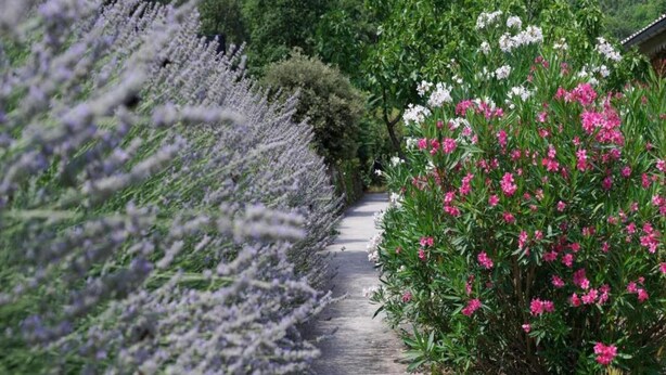 Un sendero bordeado por plantas de lavanda y flores rosadas.