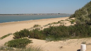 A beach with clear skies, sandy shore, and sparse vegetation.
