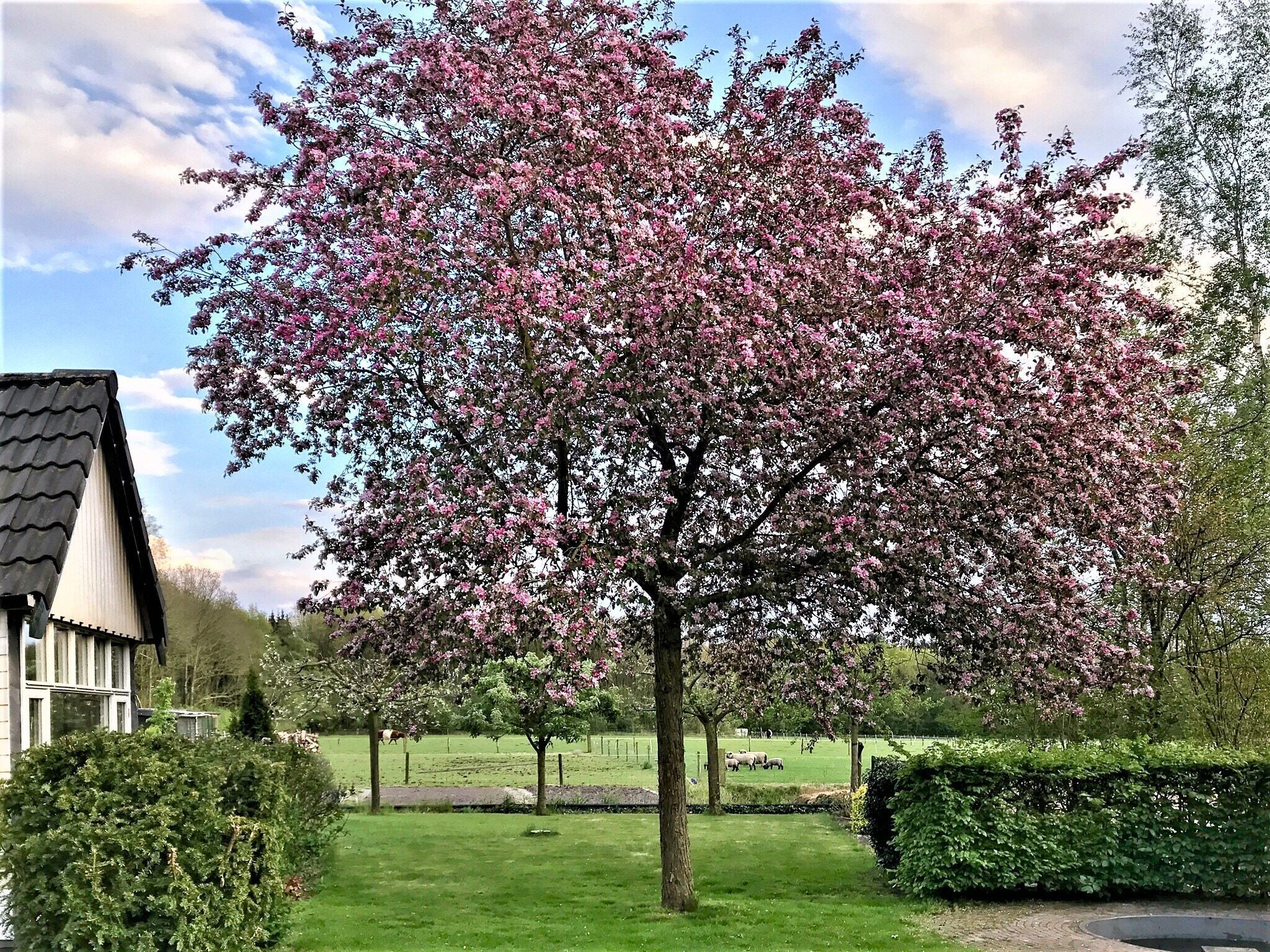 Terrein van de accommodatie
