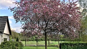 A large tree with pink blossoms in a grassy area with a house in the background.