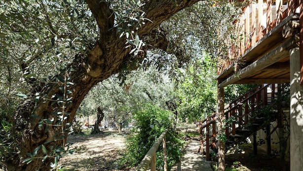 A pathway through a wooded area with a wooden structure on the right.