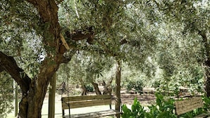 A wooden bench under a tree in a park.