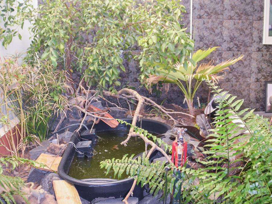 Un pequeño jardín con un estanque, rodeado de diversas plantas y árboles.