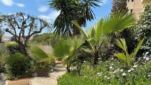 Un jardín con palmeras, un sendero y diversas plantas y flores.