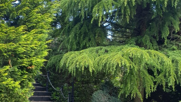 Un sentier de jardin mène à un escalier en pierre, entouré d’une végétation luxuriante et agrémenté d’un abreuvoir à oiseaux.