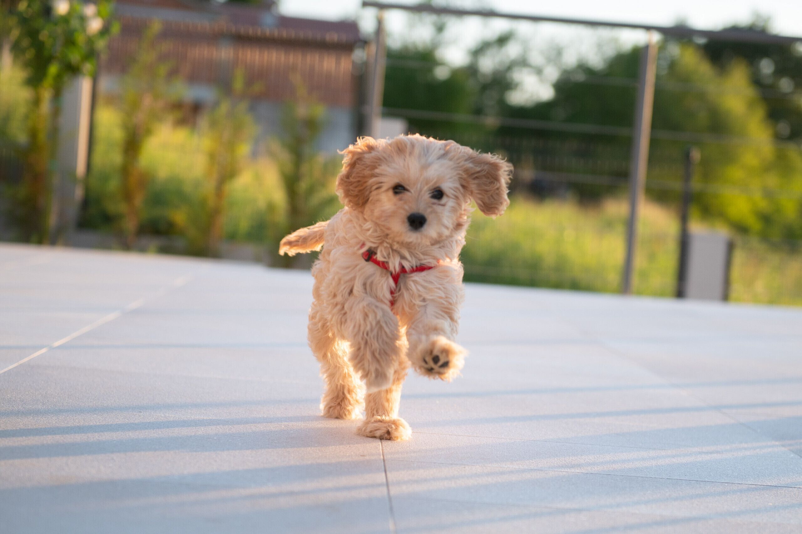 Animaux de compagnie acceptés