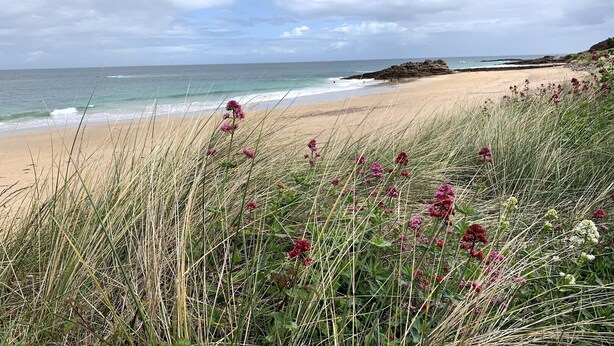 Une plage avec de hautes herbes et des fleurs au premier plan, une plage de sable, et l’océan en arrière-plan.
