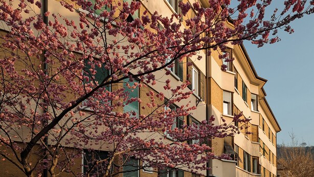 Un edificio de varios pisos con fachada de ladrillo, contraventanas verdes y un árbol con flores rosadas al frente.