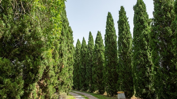 A pathway flanked by tall, dense evergreen trees, leading to a gravel area with a barrel.
