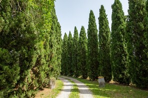 Un sendero bordeado por altos y densos árboles de hoja perenne que conduce a una zona de grava con un barril.