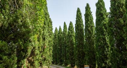 Apartment 'Agriturismo La Pieve - Margherite' with Shared Pool, Shared Garden and Wi-Fi
